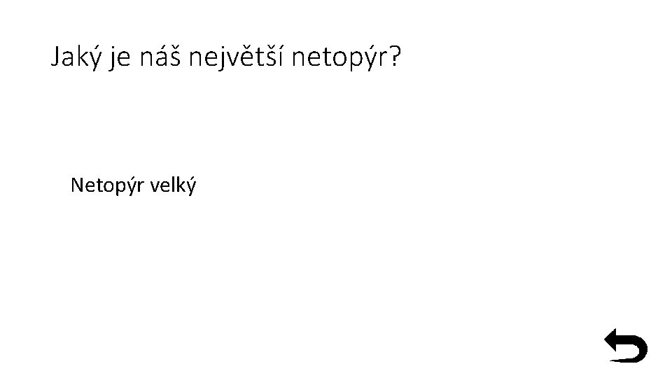 Jaký je náš největší netopýr? Netopýr velký 