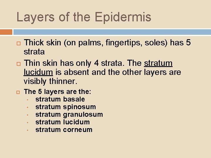 Layers of the Epidermis Thick skin (on palms, fingertips, soles) has 5 strata Thin