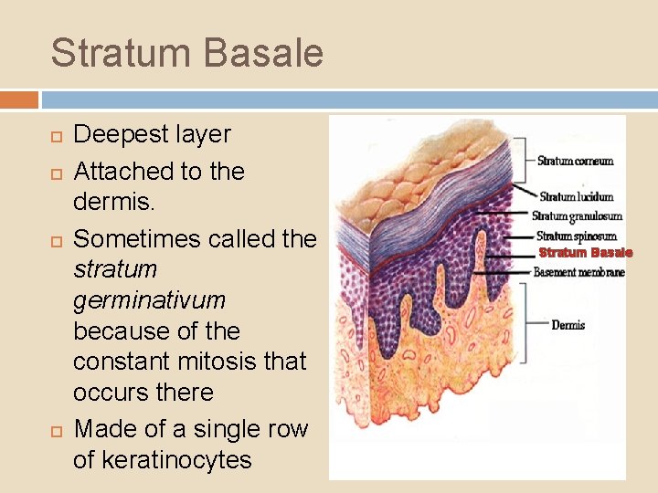 Stratum Basale Deepest layer Attached to the dermis. Sometimes called the stratum germinativum because