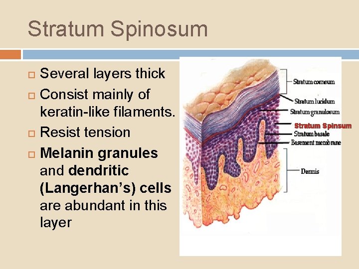 Stratum Spinosum Several layers thick Consist mainly of keratin-like filaments. Resist tension Melanin granules