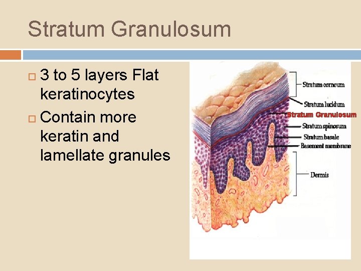 Stratum Granulosum 3 to 5 layers Flat keratinocytes Contain more keratin and lamellate granules