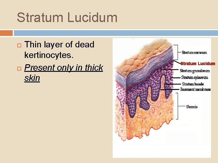 Stratum Lucidum Thin layer of dead kertinocytes. Present only in thick skin Stratum Lucidum