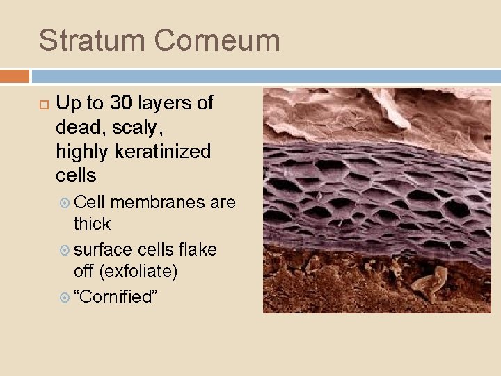 Stratum Corneum Up to 30 layers of dead, scaly, highly keratinized cells Cell membranes