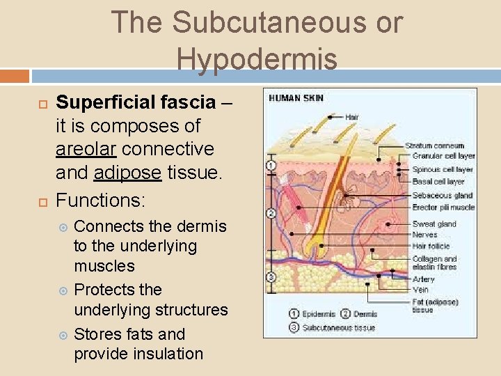 The Subcutaneous or Hypodermis Superficial fascia – it is composes of areolar connective and