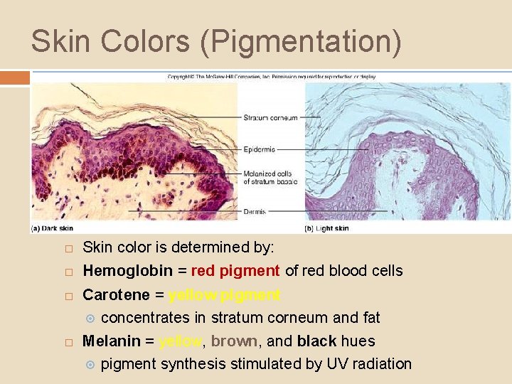 Skin Colors (Pigmentation) Skin color is determined by: Hemoglobin = red pigment of red