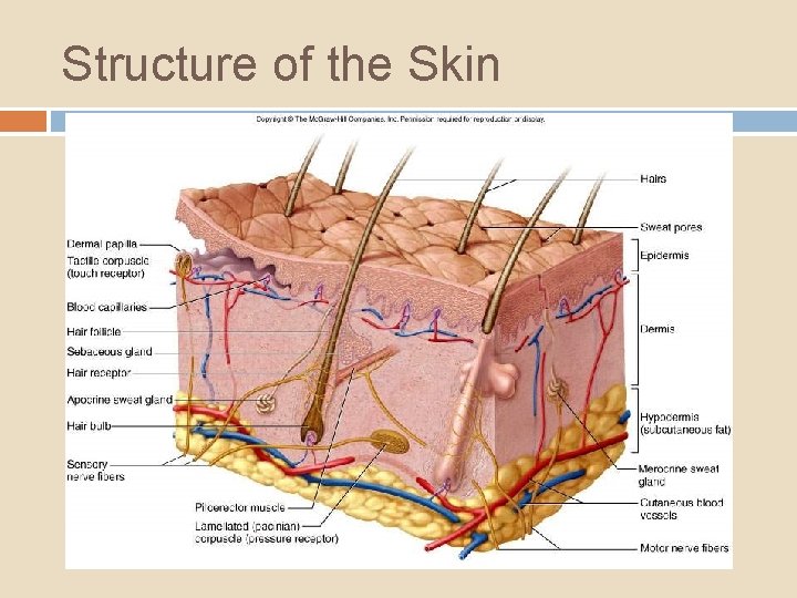 Structure of the Skin 6 -2 