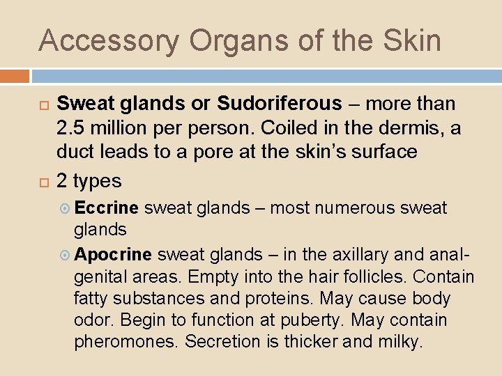 Accessory Organs of the Skin Sweat glands or Sudoriferous – more than 2. 5