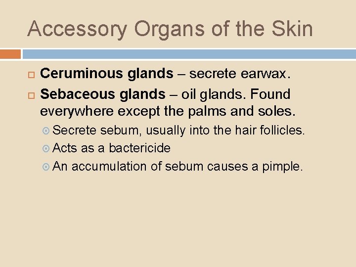 Accessory Organs of the Skin Ceruminous glands – secrete earwax. Sebaceous glands – oil