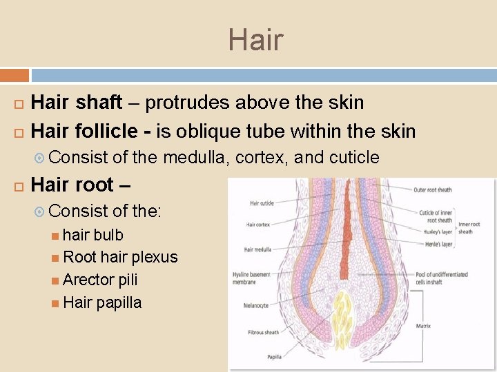 Hair shaft – protrudes above the skin Hair follicle - is oblique tube within