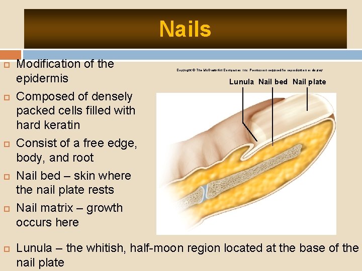 Nails Modification of the epidermis Composed of densely packed cells filled with hard keratin