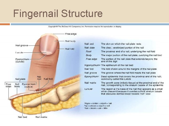 Fingernail Structure 6 -33 