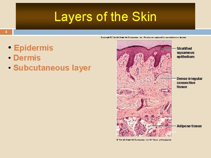 Layers of the Skin 4 Copyright © The Mc. Graw-Hill Companies, Inc. Permission required