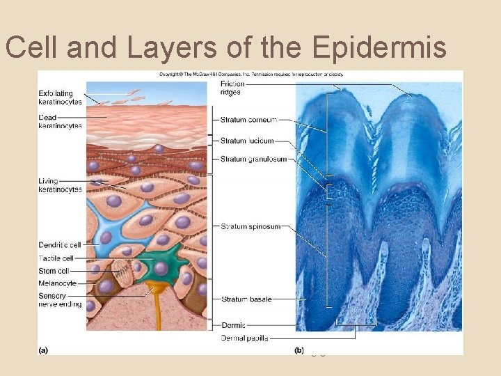 Cell and Layers of the Epidermis 6 -6 