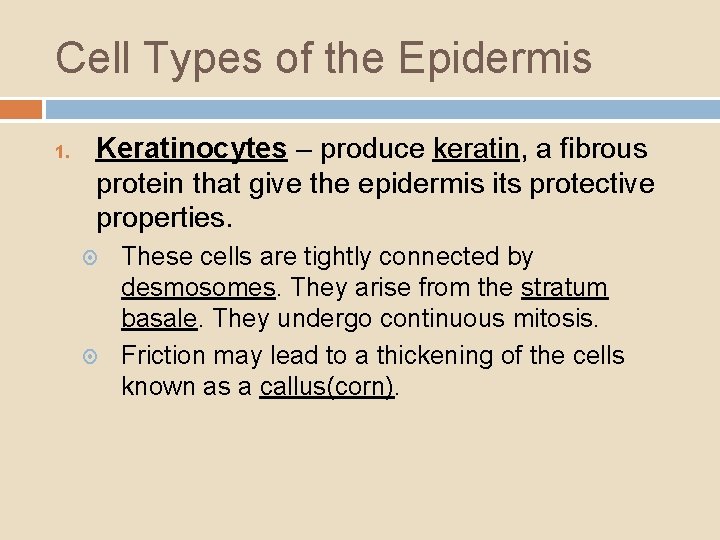 Cell Types of the Epidermis 1. Keratinocytes – produce keratin, a fibrous protein that