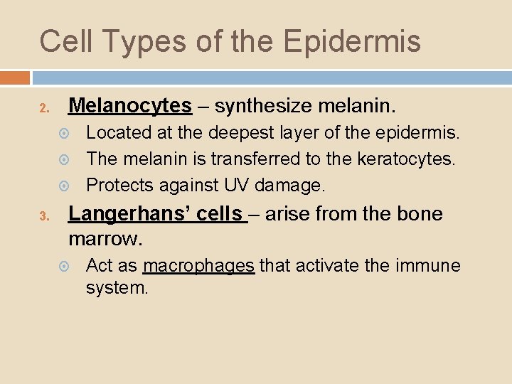 Cell Types of the Epidermis 2. Melanocytes – synthesize melanin. 3. Located at the