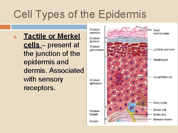 Cell Types of the Epidermis 4. Tactile or Merkel cells – present at the