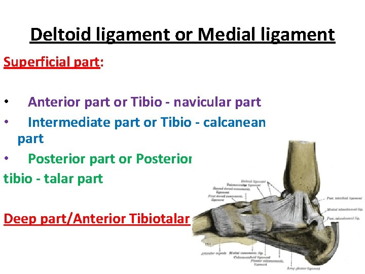 Deltoid ligament or Medial ligament Superficial part: Anterior part or Tibio - navicular part