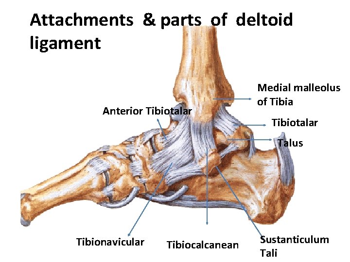 Attachments & parts of deltoid ligament Anterior Tibiotalar Medial malleolus of Tibia Tibiotalar Talus