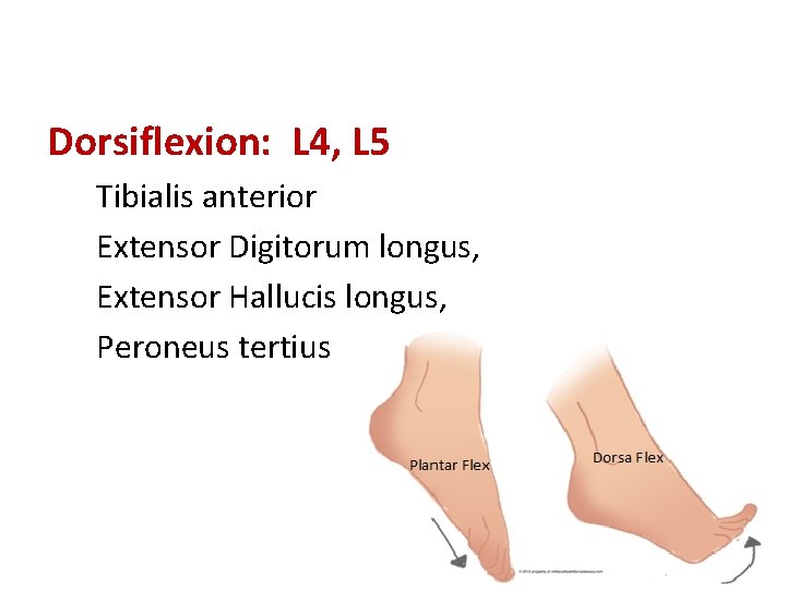 Dorsiflexion: L 4, L 5 Tibialis anterior Extensor Digitorum longus, Extensor Hallucis longus, Peroneus