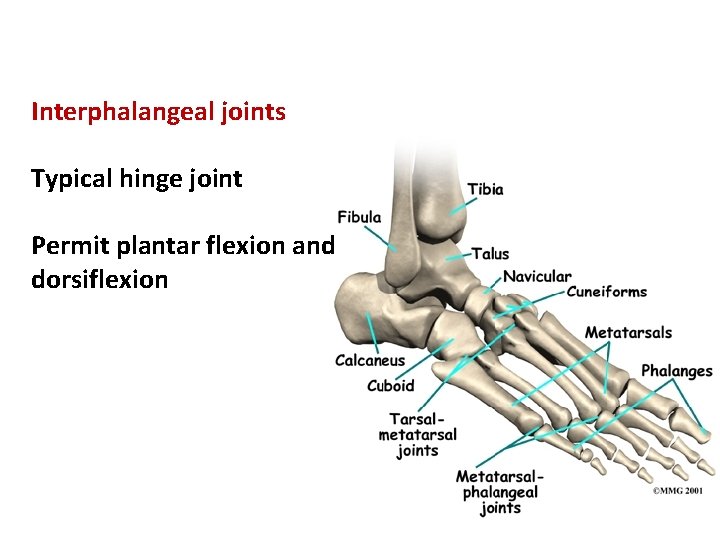 Interphalangeal joints Typical hinge joint Permit plantar flexion and dorsiflexion 