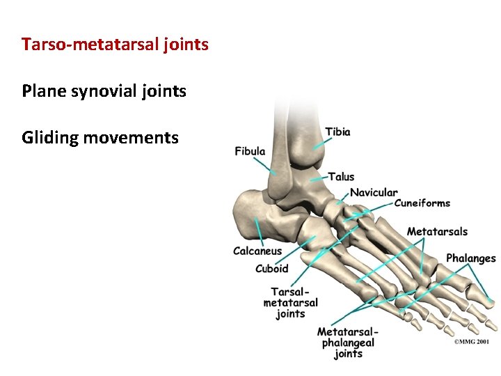 Tarso-metatarsal joints Plane synovial joints Gliding movements 