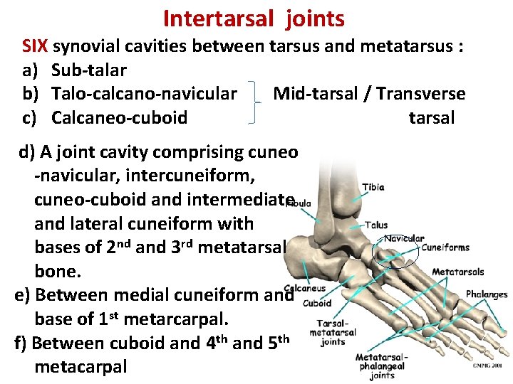Intertarsal joints SIX synovial cavities between tarsus and metatarsus : a) Sub-talar b) Talo-calcano-navicular