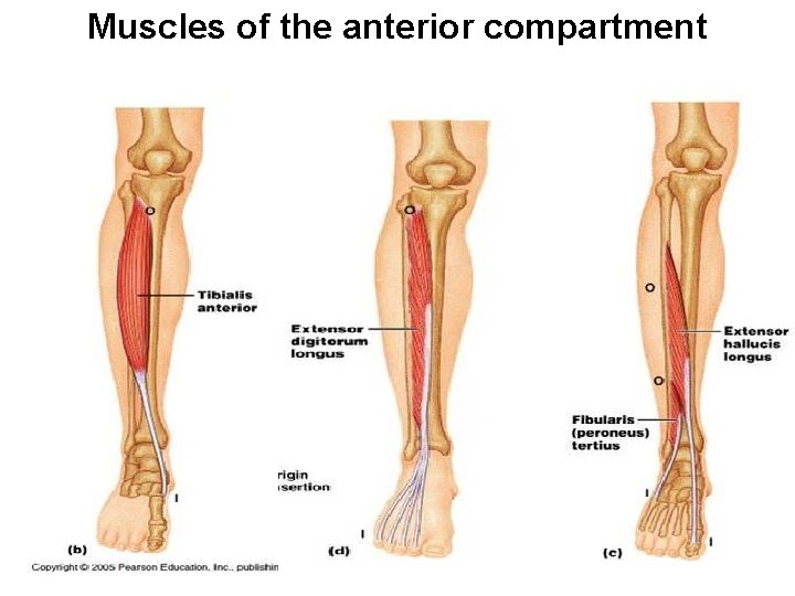 Muscles of the anterior compartment 