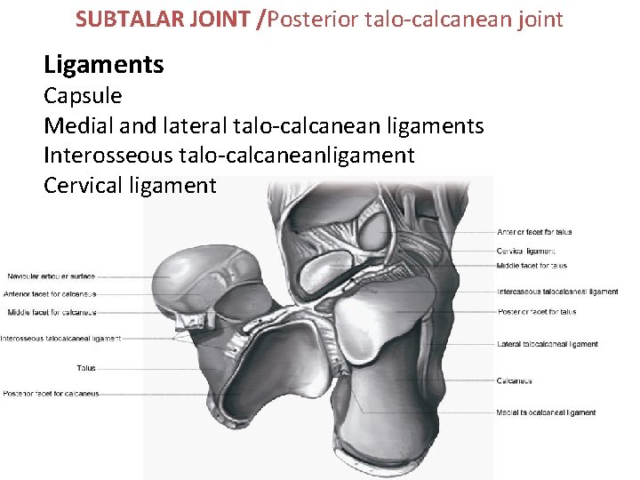 SUBTALAR JOINT /Posterior talo-calcanean joint Ligaments Capsule Medial and lateral talo-calcanean ligaments Interosseous talo-calcaneanligament