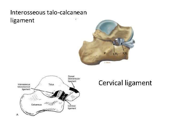 Interosseous talo-calcanean ligament Cervical ligament 