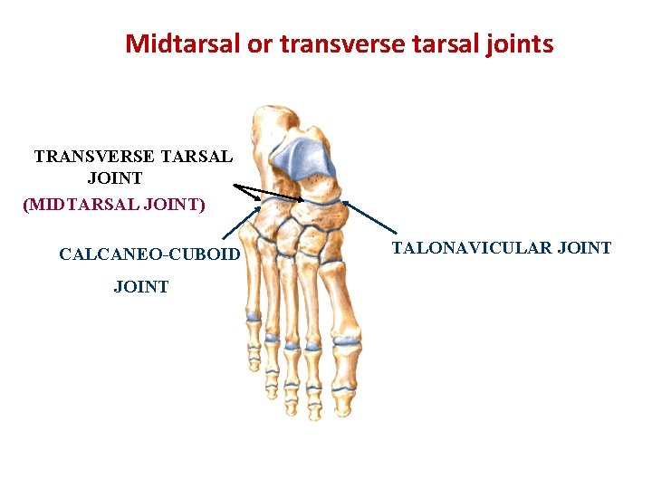 Midtarsal or transverse tarsal joints TRANSVERSE TARSAL JOINT (MIDTARSAL JOINT) CALCANEO-CUBOID JOINT TALONAVICULAR JOINT