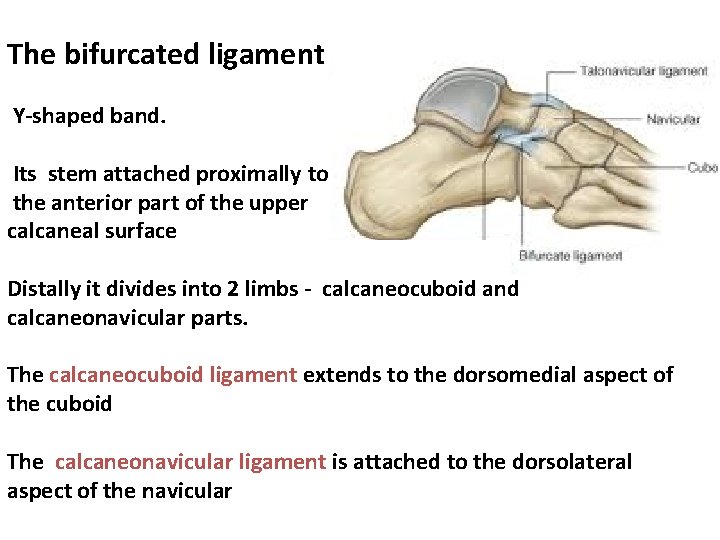 The bifurcated ligament Y-shaped band. Its stem attached proximally to the anterior part of