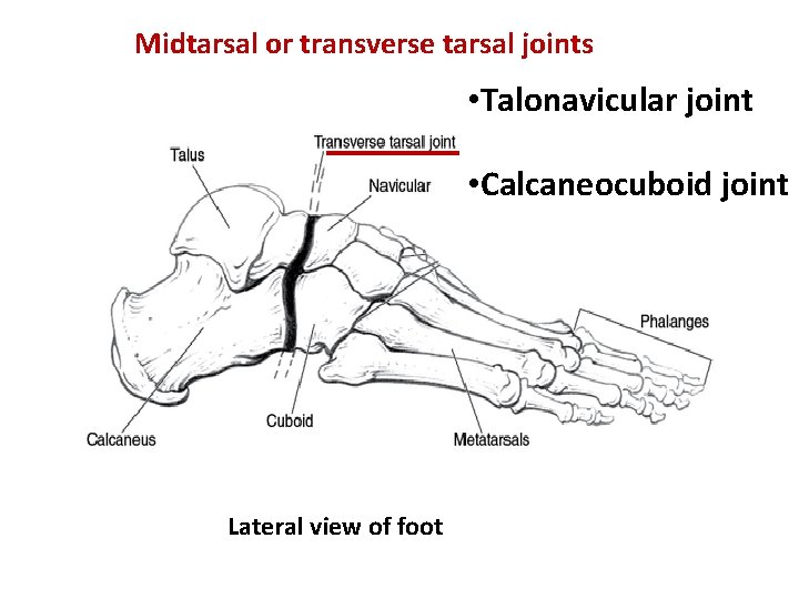 Midtarsal or transverse tarsal joints • Talonavicular joint • Calcaneocuboid joint Lateral view of