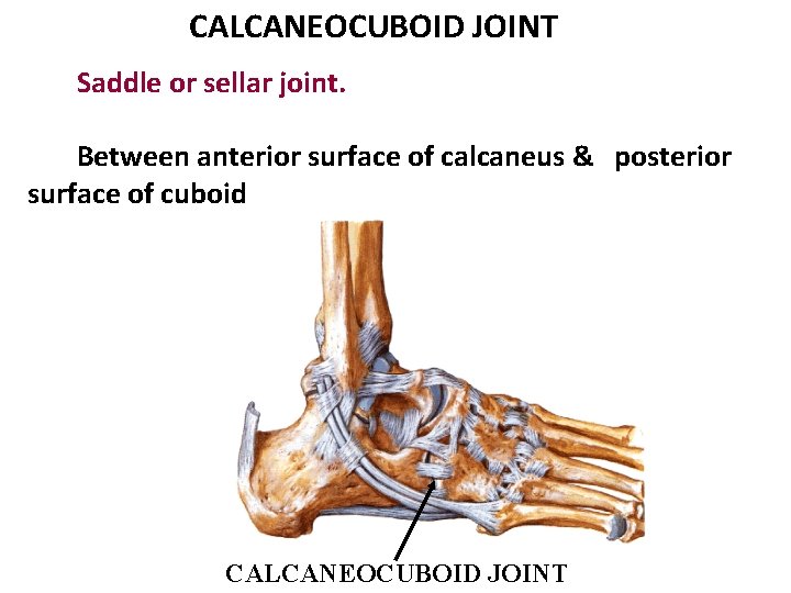 CALCANEOCUBOID JOINT Saddle or sellar joint. Between anterior surface of calcaneus & posterior surface