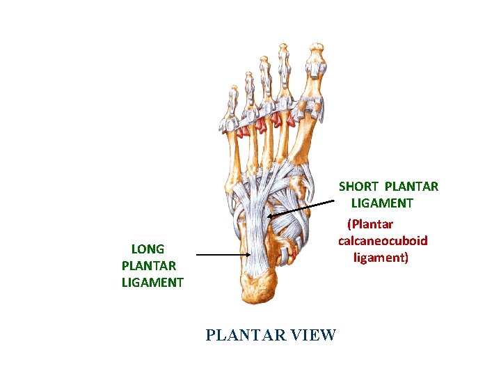 SHORT PLANTAR LIGAMENT (Plantar calcaneocuboid ligament) LONG PLANTAR LIGAMENT PLANTAR VIEW 