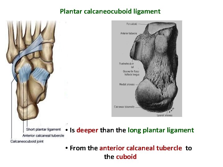 Plantar calcaneocuboid ligament • Is deeper than the long plantar ligament • From the