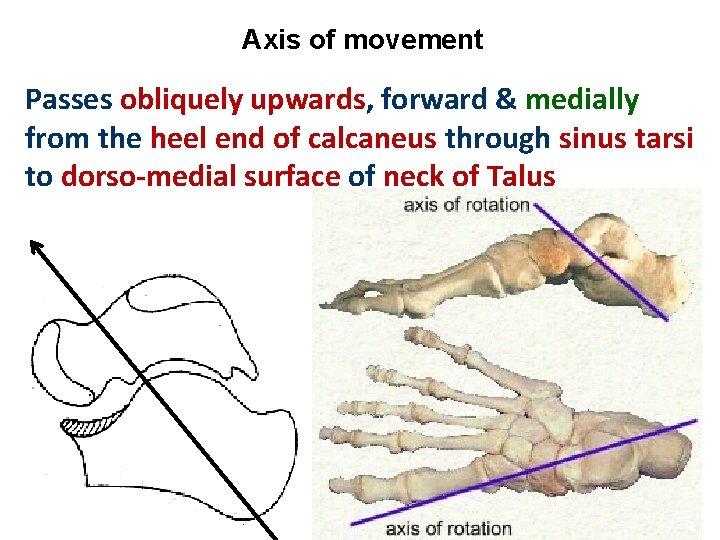 Axis of movement Passes obliquely upwards, forward & medially from the heel end of