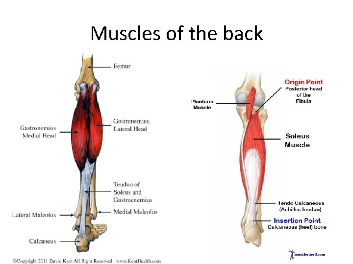 Muscles of the back 