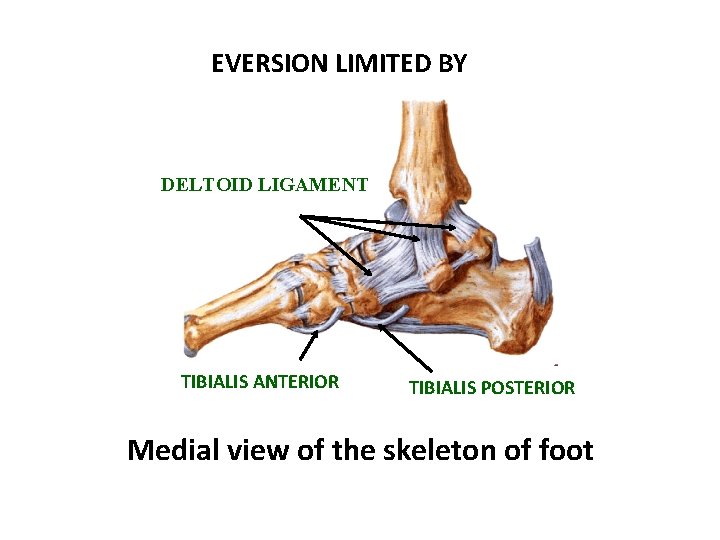 EVERSION LIMITED BY DELTOID LIGAMENT TIBIALIS ANTERIOR TIBIALIS POSTERIOR Medial view of the skeleton