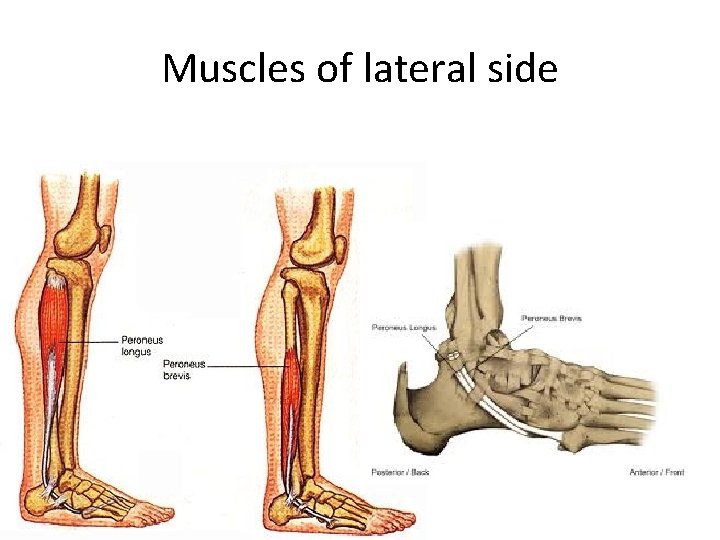 Muscles of lateral side 