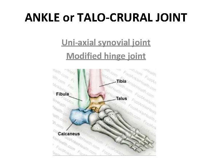 ANKLE or TALO-CRURAL JOINT Uni-axial synovial joint Modified hinge joint 