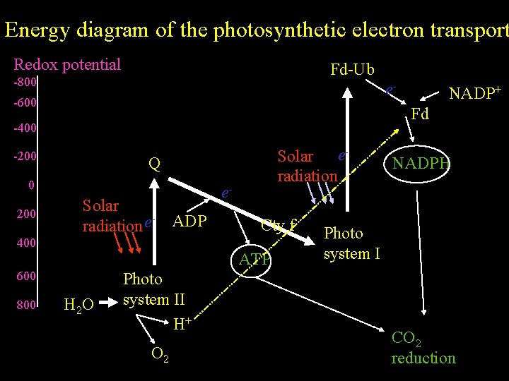 Energy diagram of the photosynthetic electron transport Redox potential Fd-Ub -800 e- -600 Fd