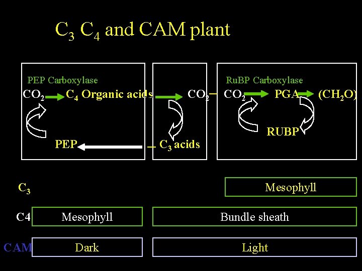 C 3 C 4 and CAM plant PEP Carboxylase CO 2 C 4 Organic