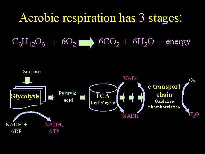 Aerobic respiration has 3 stages: C 6 H 12 O 6 + 6 O