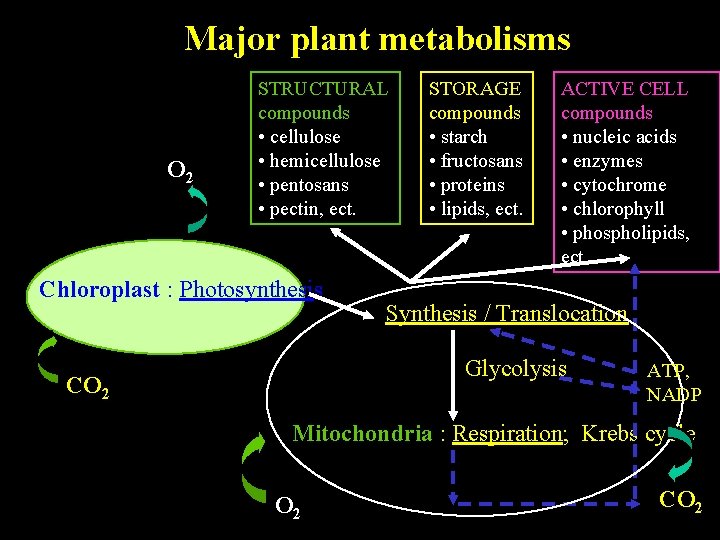 Major plant metabolisms O 2 STRUCTURAL compounds • cellulose • hemicellulose • pentosans •