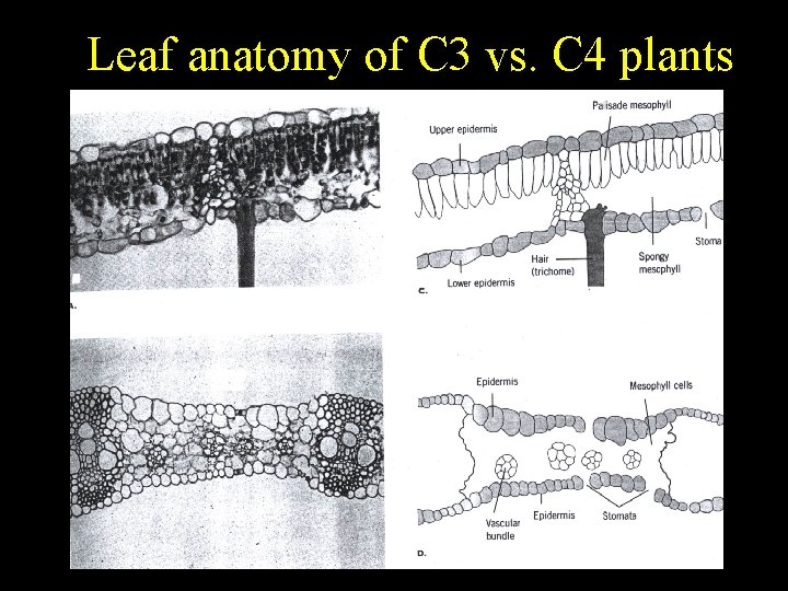 Leaf anatomy of C 3 vs. C 4 plants 