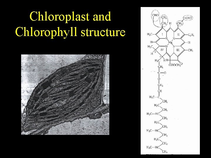 Chloroplast and Chlorophyll structure 