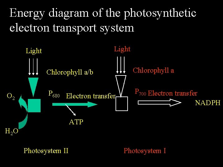 Energy diagram of the photosynthetic electron transport system Light O 2 Chlorophyll a/b Chlorophyll