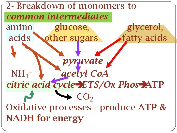 2 - Breakdown of monomers to common intermediates amino glucose, glycerol, acids other sugars