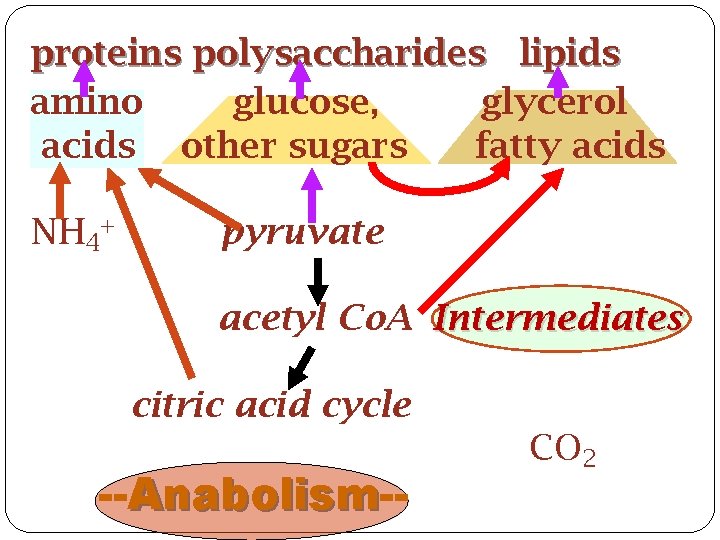 proteins polysaccharides lipids amino glucose, glycerol acids other sugars fatty acids NH 4+ pyruvate