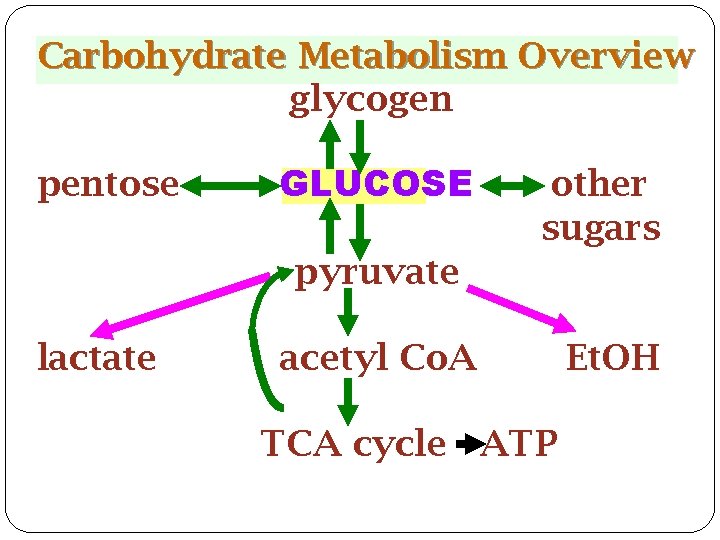 Carbohydrate Metabolism Overview glycogen pentose GLUCOSE other sugars pyruvate lactate acetyl Co. A TCA